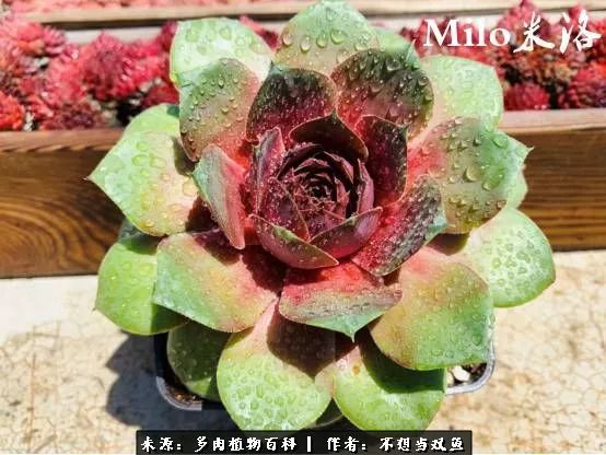 这是个什么神仙草？我被*引勾**了！不能自己一个人进坑！