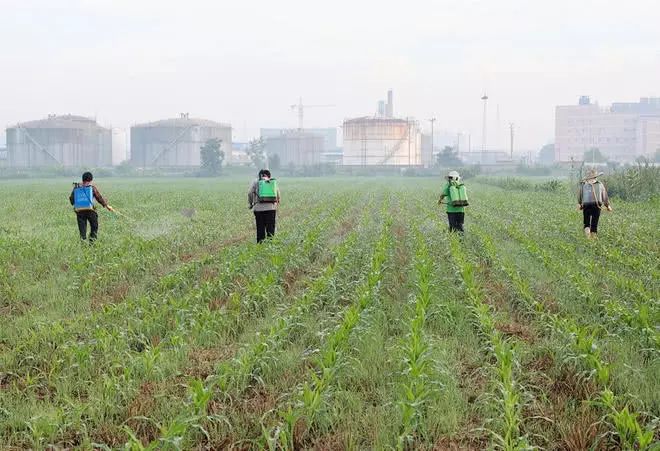老农种地打药方法,老农教除草