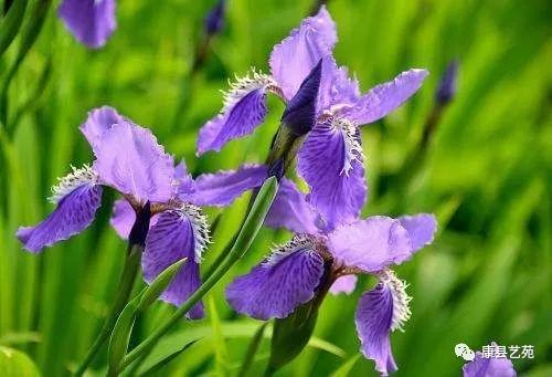 陕西一个作家最多的地方,陕西安康的出名作家