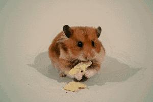 乐事薯片不碎吗,品客薯片和乐事薯片哪个好吃