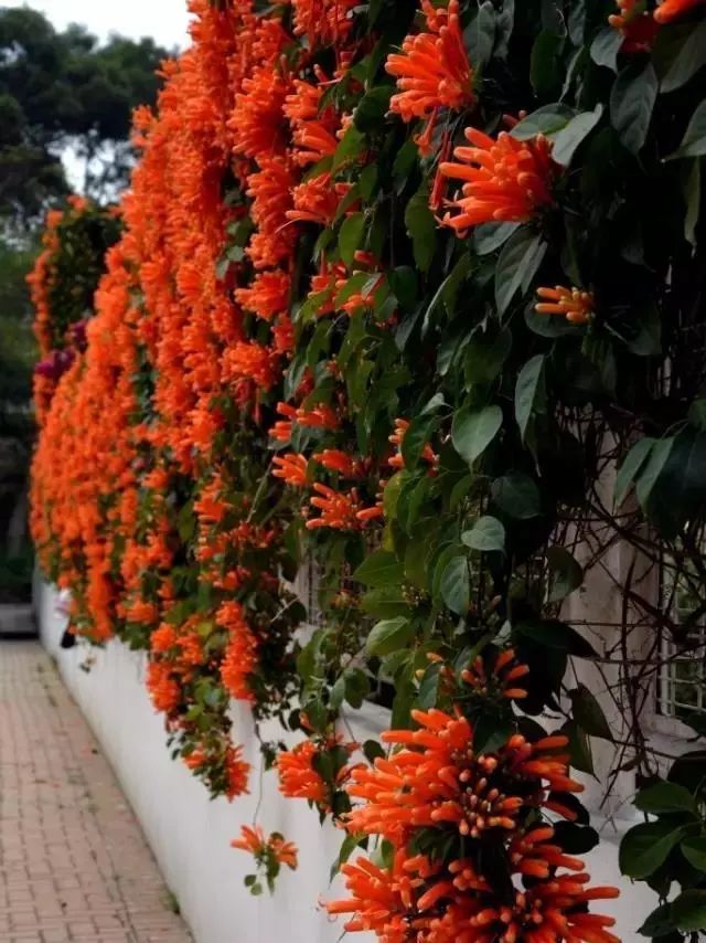 100种爬藤植物花墙,15种常用的园林观花爬藤植物
