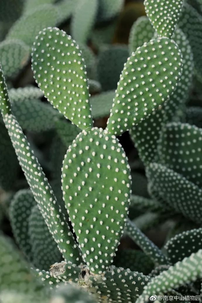 天太热怎么给花降温,天冷植物怎么淋水