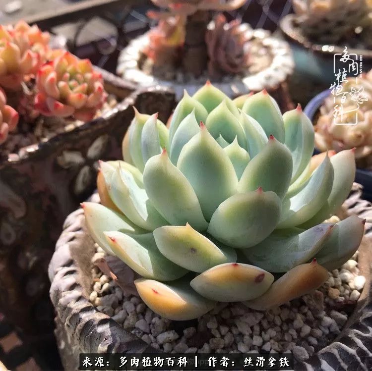 夏季比较耐晒的多肉,夏日的多肉