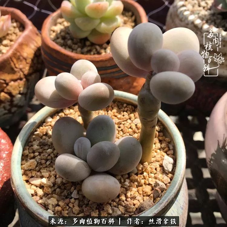 夏季比较耐晒的多肉,夏日的多肉