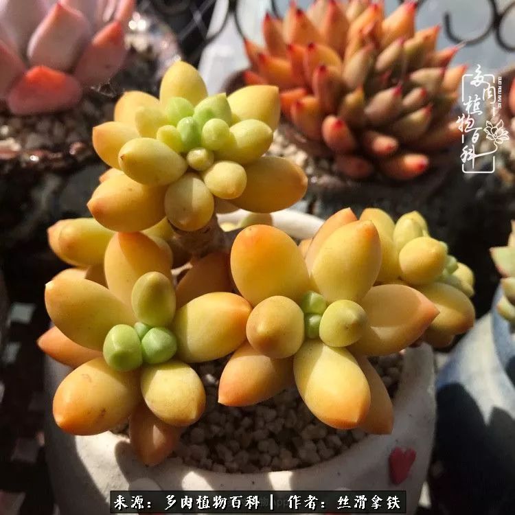 夏季比较耐晒的多肉,夏日的多肉