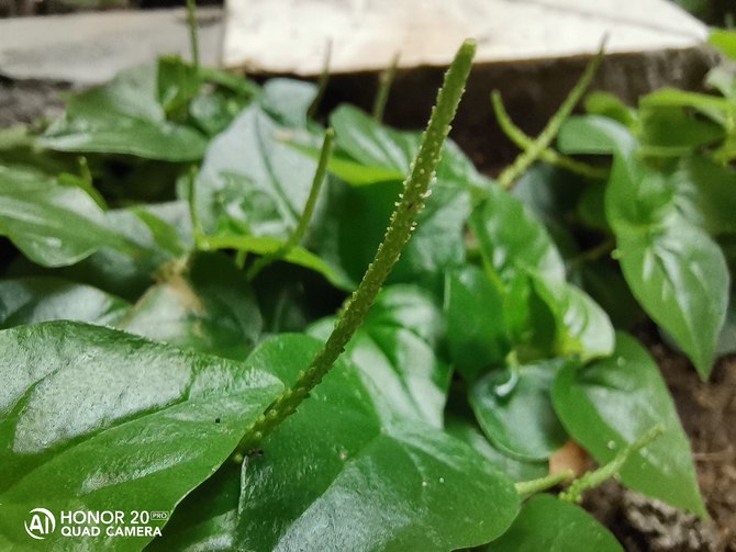 荣耀20Pro测评,荣耀20pro详细测评视频