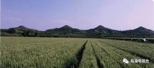 临淄梦幻花海,航拍临淄花海风景