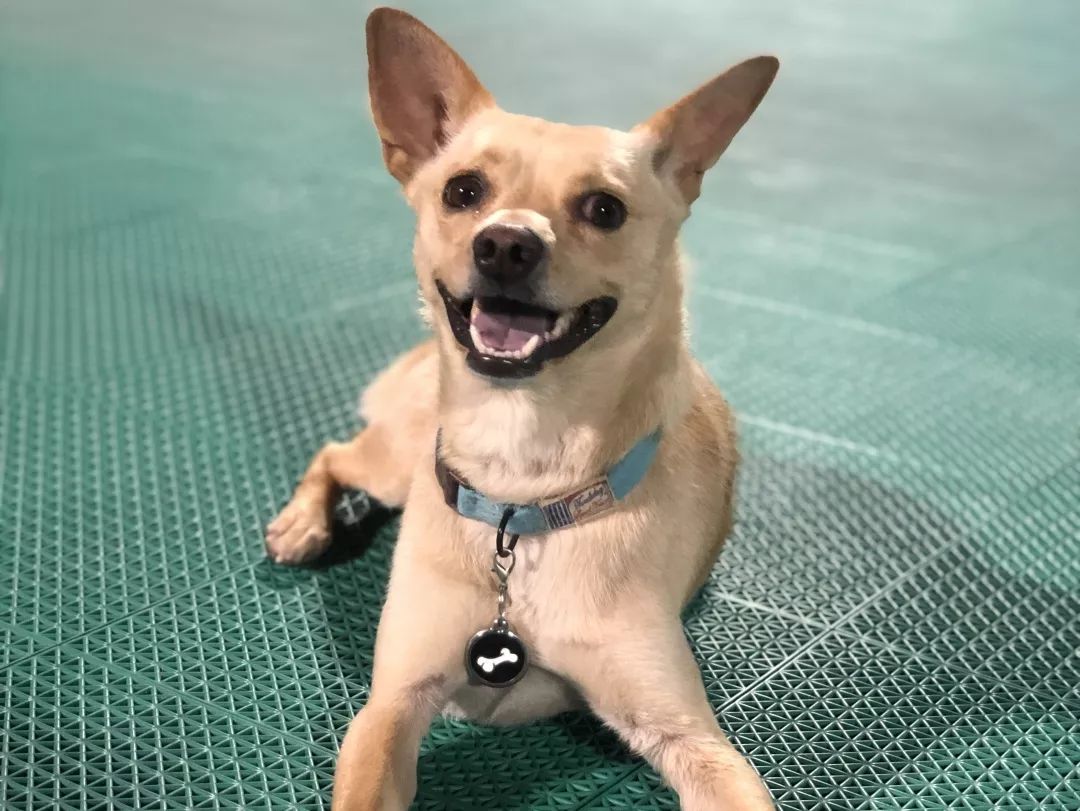 高萌来袭!真小奶猫小奶狗!|毛孩子的童年有多奶?