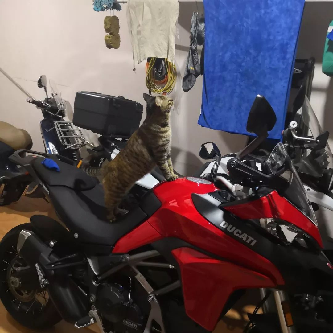 高萌来袭!真小奶猫小奶狗!|毛孩子的童年有多奶?