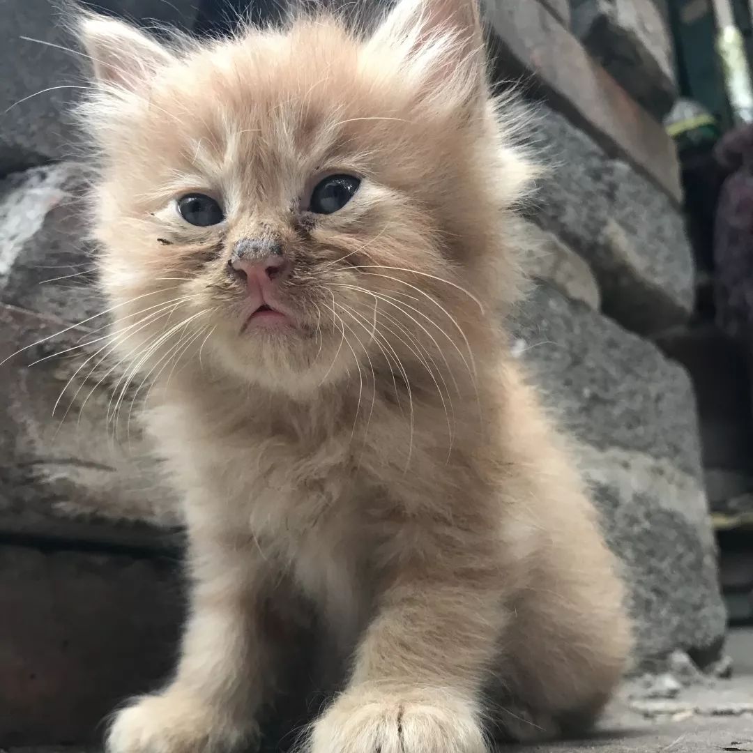 高萌来袭！真小奶猫小奶狗！|毛孩子的童年有多奶？