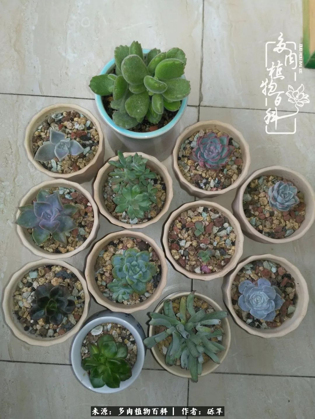 养多肉一个人就可以玩到天荒地老,养多肉的幸福其实很简单