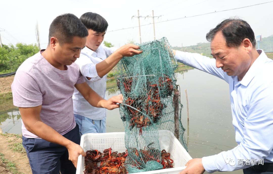 陕南养殖淡水龙虾,陕南哪里有养殖龙虾
