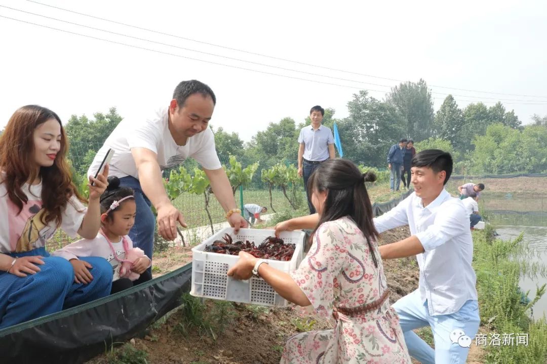 陕南养殖淡水龙虾,陕南哪里有养殖龙虾