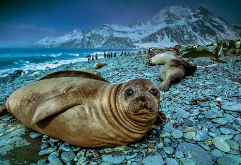 遇到野牛该如何保护自己,遇到美洲野牛怎么办
