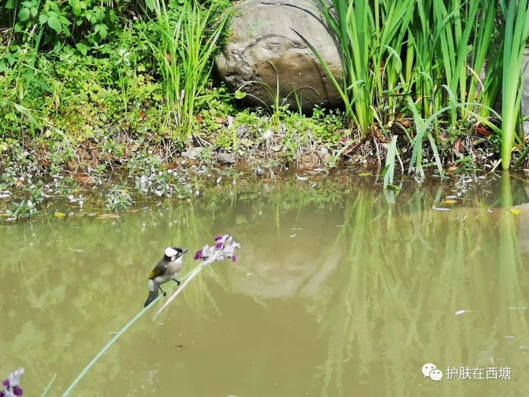 面部敏感性皮炎科普知识,激素依赖性皮炎是什么皮肤病