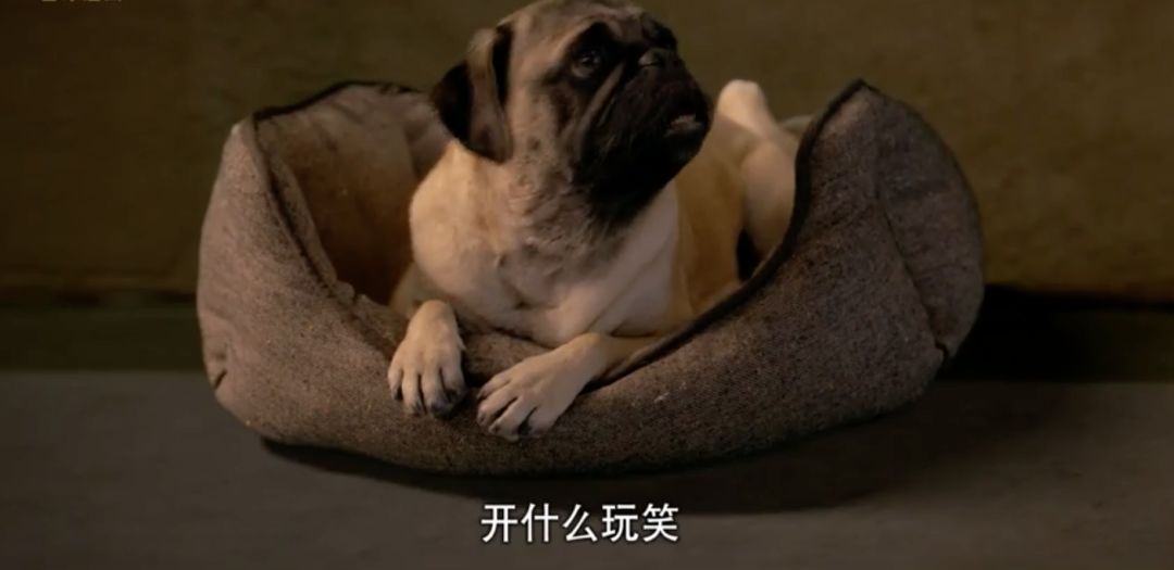 出续集了！我赌6月院线爆款被它预定