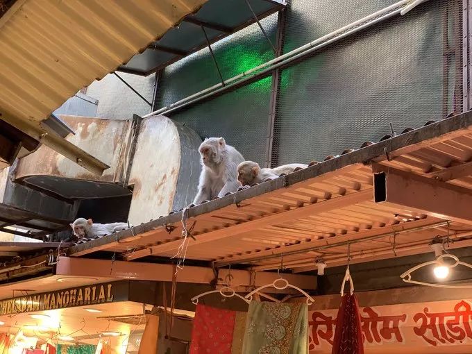 假设你要去印度请问需要注意什么,去印度要学习什么