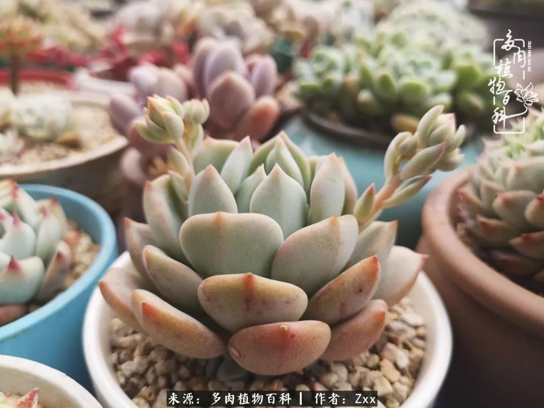 多肉怎么才能养得又美又胖,多肉的特点20个字