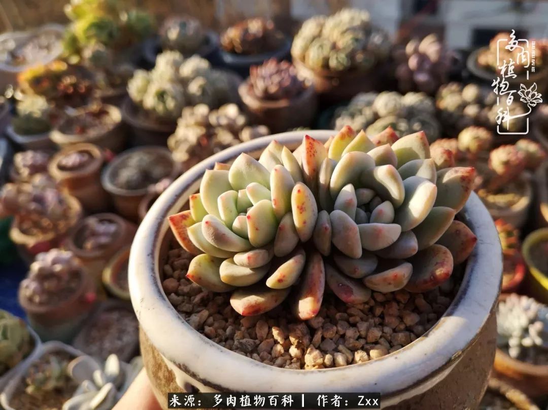 多肉怎么才能养得又美又胖,多肉的特点20个字