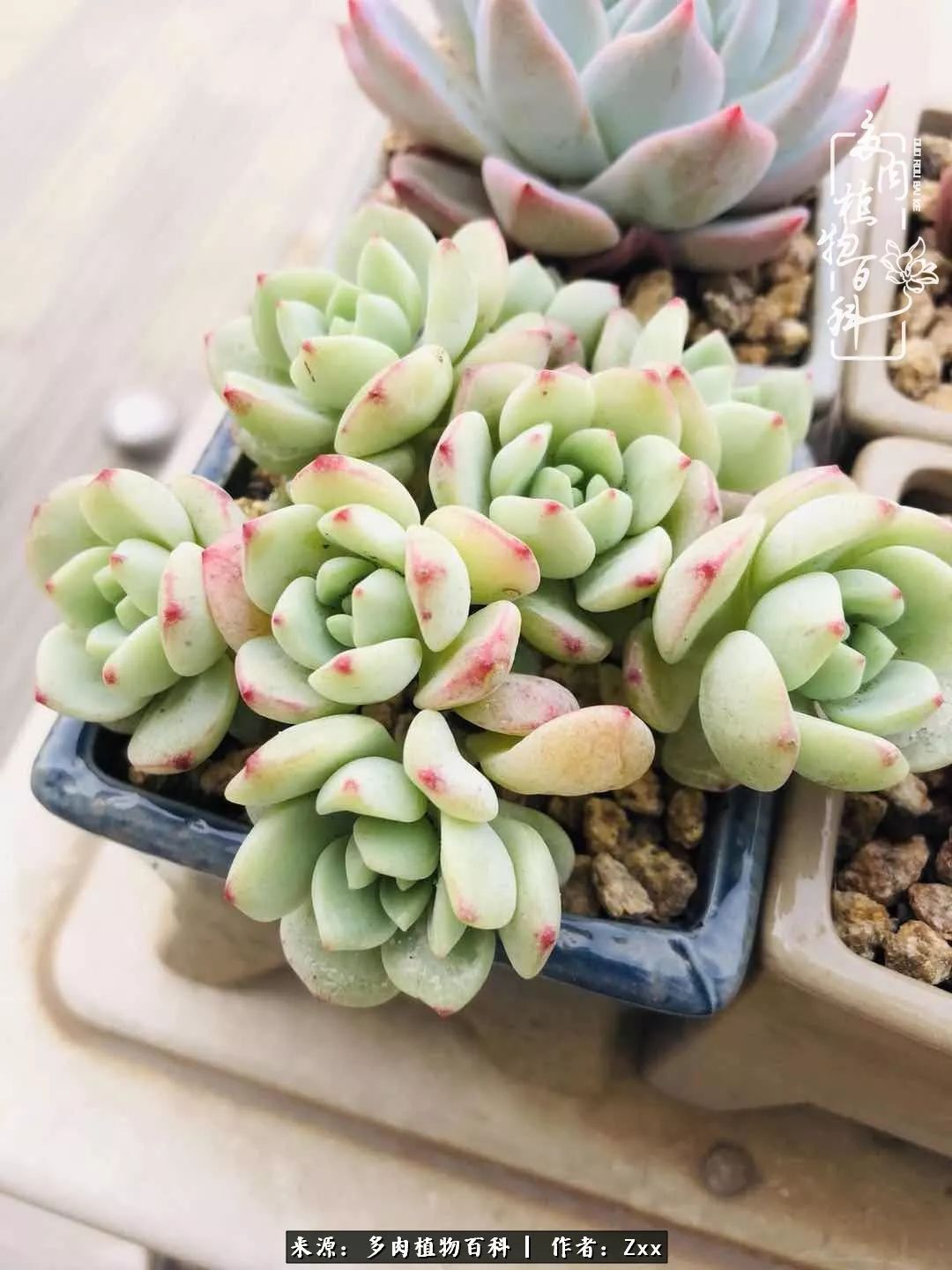 多肉怎么才能养得又美又胖,多肉的特点20个字