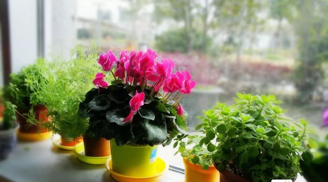 装修房子吸甲醛最好的是什么植物,吸甲醛最好的植物哪种排名第一