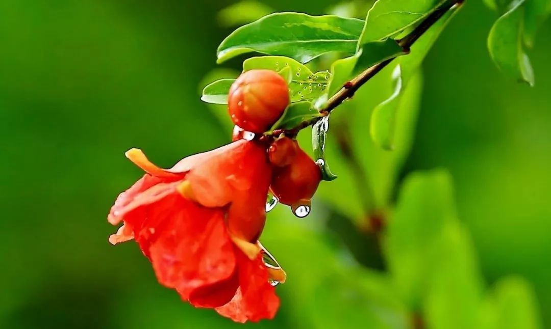 去朋友家过端午,他写下了这首传世名篇