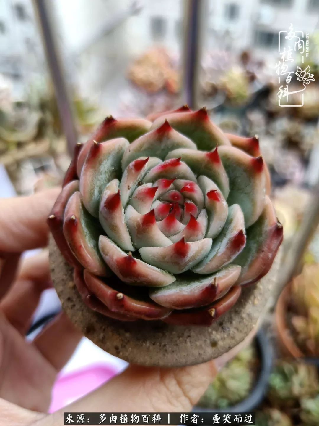 跌入神坛的多肉,跌入凡间的精灵舞蹈完整版