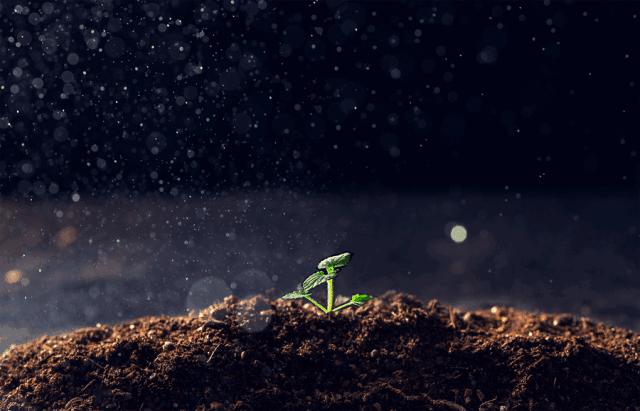 6月补肥很关键，要想果树长的好，光施高磷怎么够？