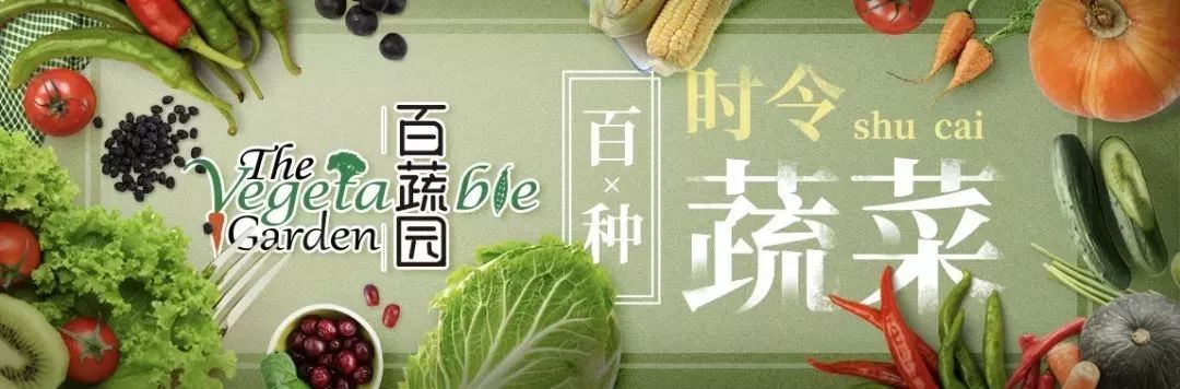 世园会·百蔬园丨百种时令蔬菜—菊苣（二十九）