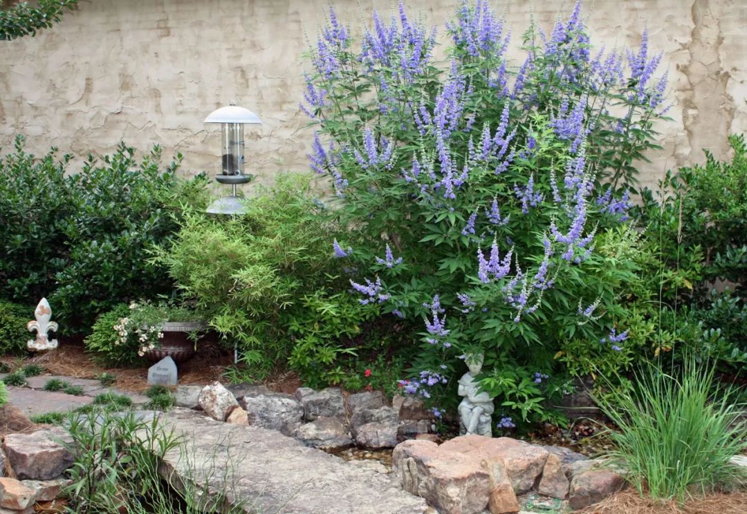 薰衣草怎么养开花图片,薰衣草门廊月季耐热耐寒吗