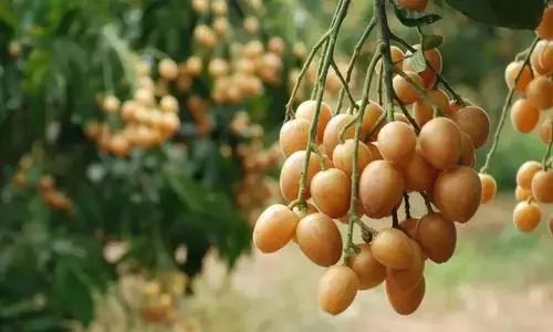 防中暑的水果,防中暑的水果有哪些