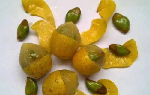 防中暑的水果,防中暑的水果有哪些