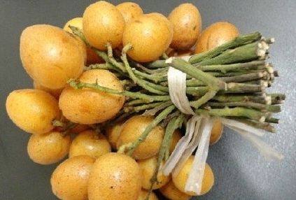 防中暑的水果,防中暑的水果有哪些