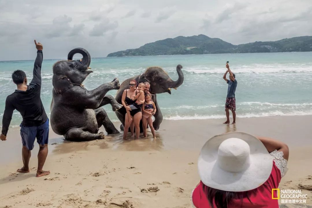 濒临灭绝的野生动物表演,动物表演的背后有多残忍