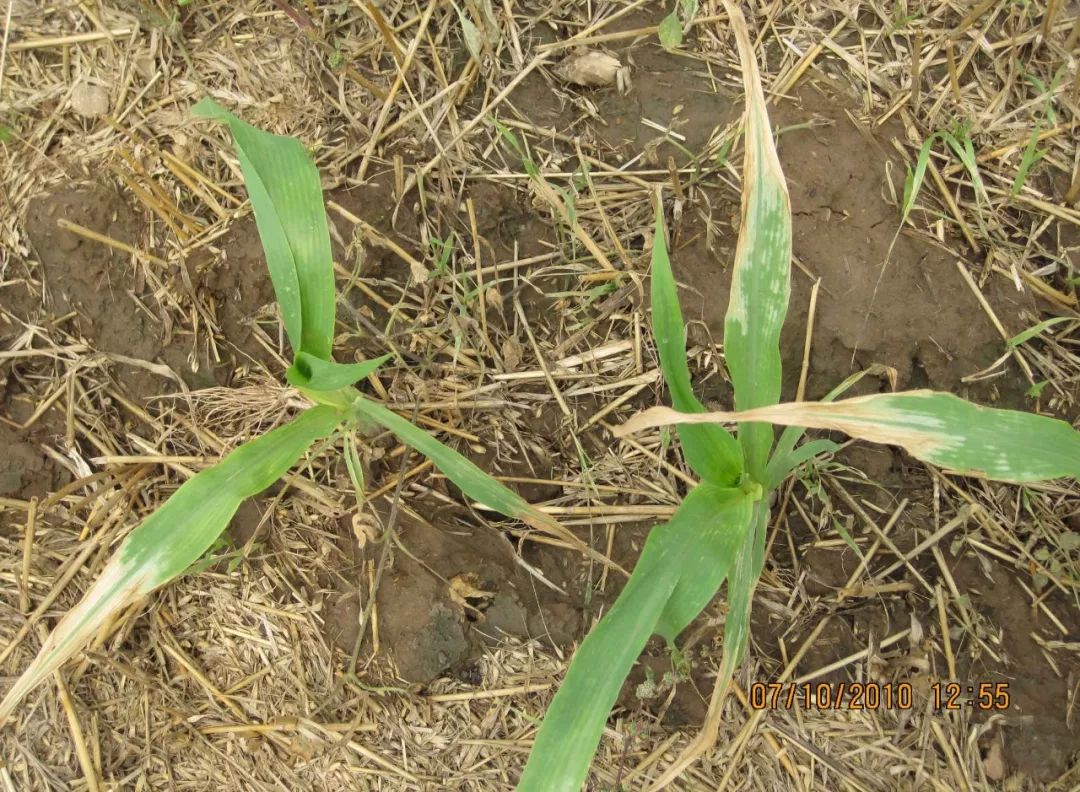 缓解小拱棚除草剂药害最快的方法,920缓解除草剂药害使用倍数