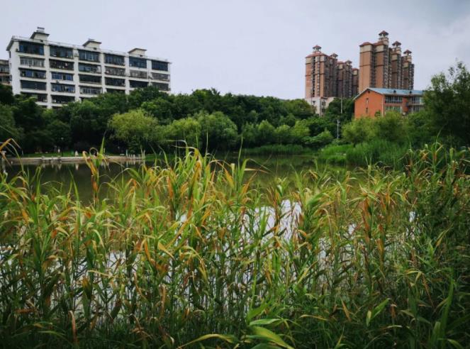 红星国际公寓价格表,红星国际公寓楼盘