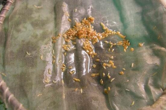 樱桃里面有虫子是怎么回事能吃吗,樱桃里面有虫子可以吃吗