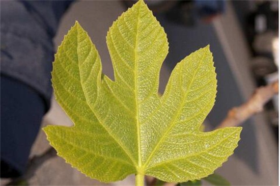 地栽无花果树卷叶怎么回事,无花果叶子发黄怎么补救最快