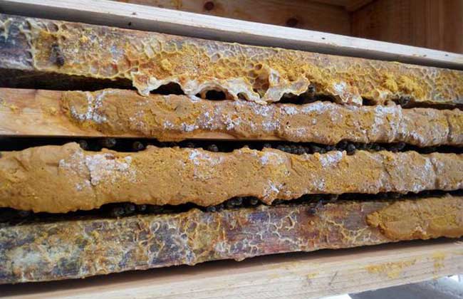 蜜蜂烂子病用什么药治,蜜蜂烂子病什么意思