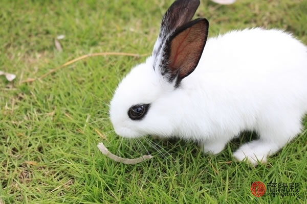 87年属兔男婚姻怎样,属兔男87年婚姻怎样