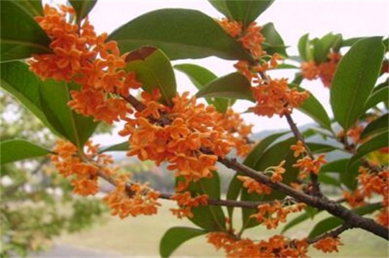 怎么区分桂花品种,紫桂花哪个品种好