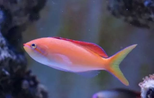 海金鱼状态不好怎么处理,草金鱼养着养着褪色了是怎么回事