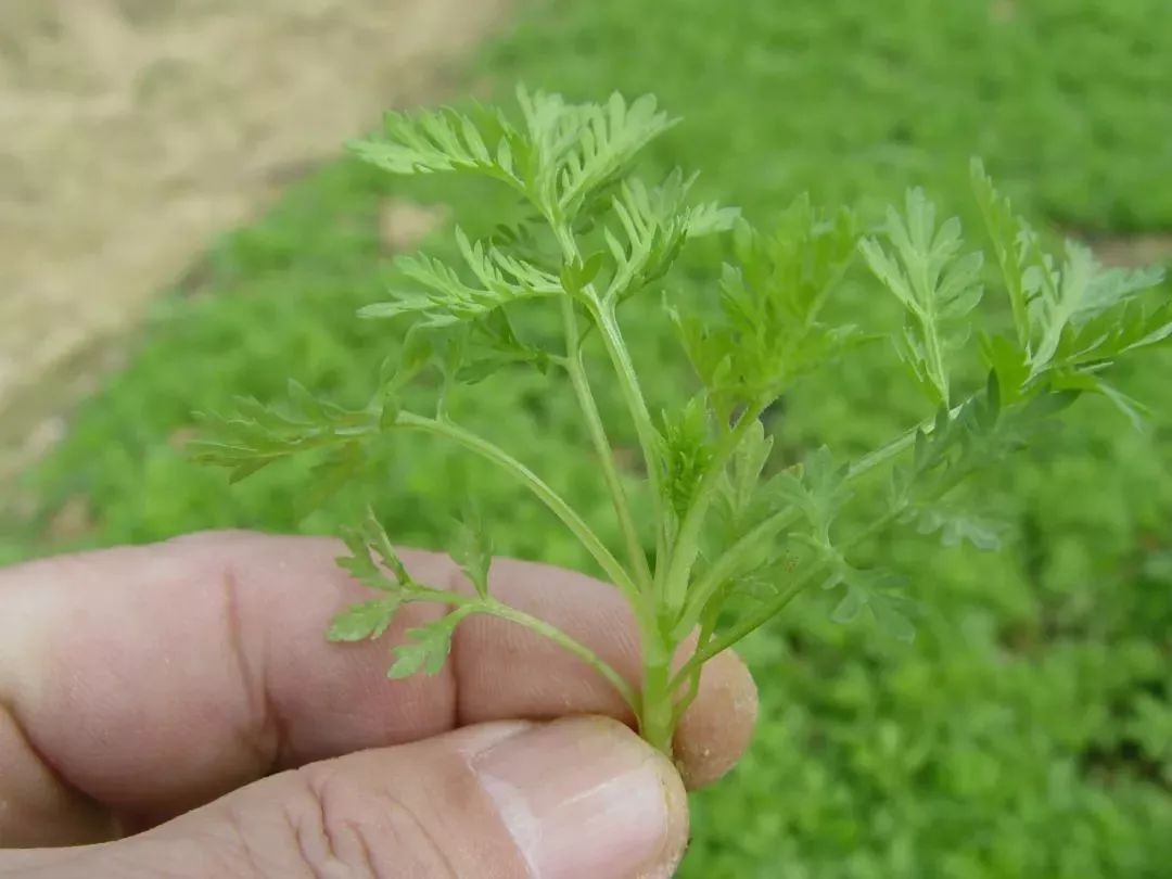 屠呦呦团队攻克青蒿素抗药性难题,屠呦呦发现青蒿素的抗药性
