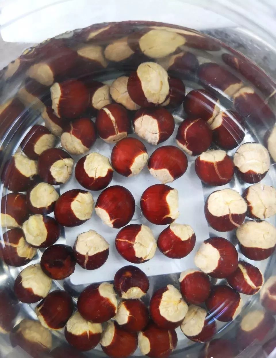 龙眼种子放在土里几天出芽,龙眼种子放水里能种出来吗