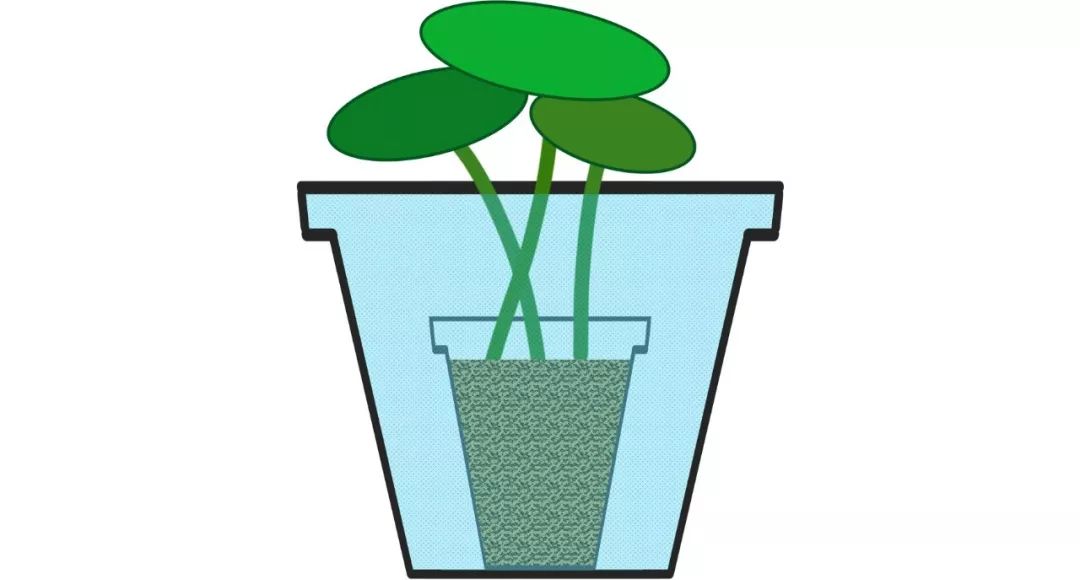 碗莲出现僵苗怎么补救,碗莲烂茎发黑怎么办