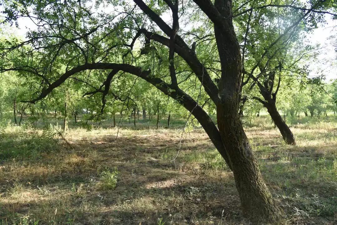 等你!认领相枣树,延续你与它的千年之约~