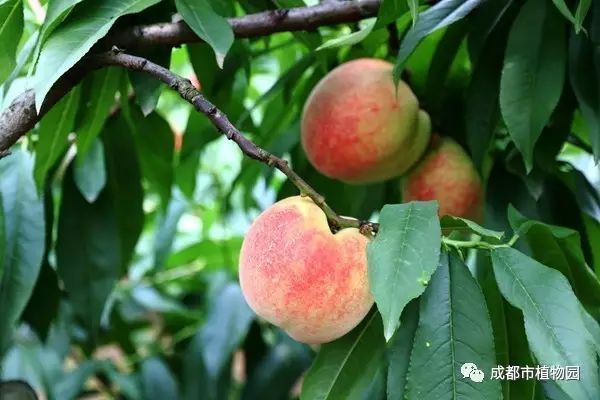 红桃子,红桃子成熟季节