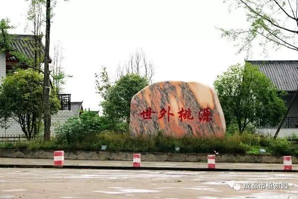 红桃子,红桃子成熟季节