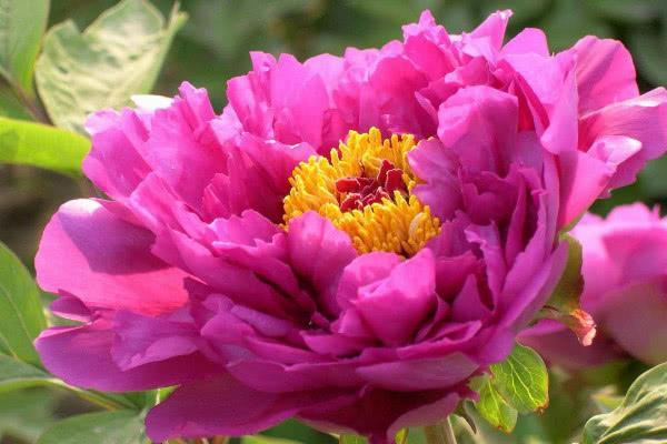 罕见的蓝色彼岸花品种有哪些,世界上最美丽的花彼岸花排第几