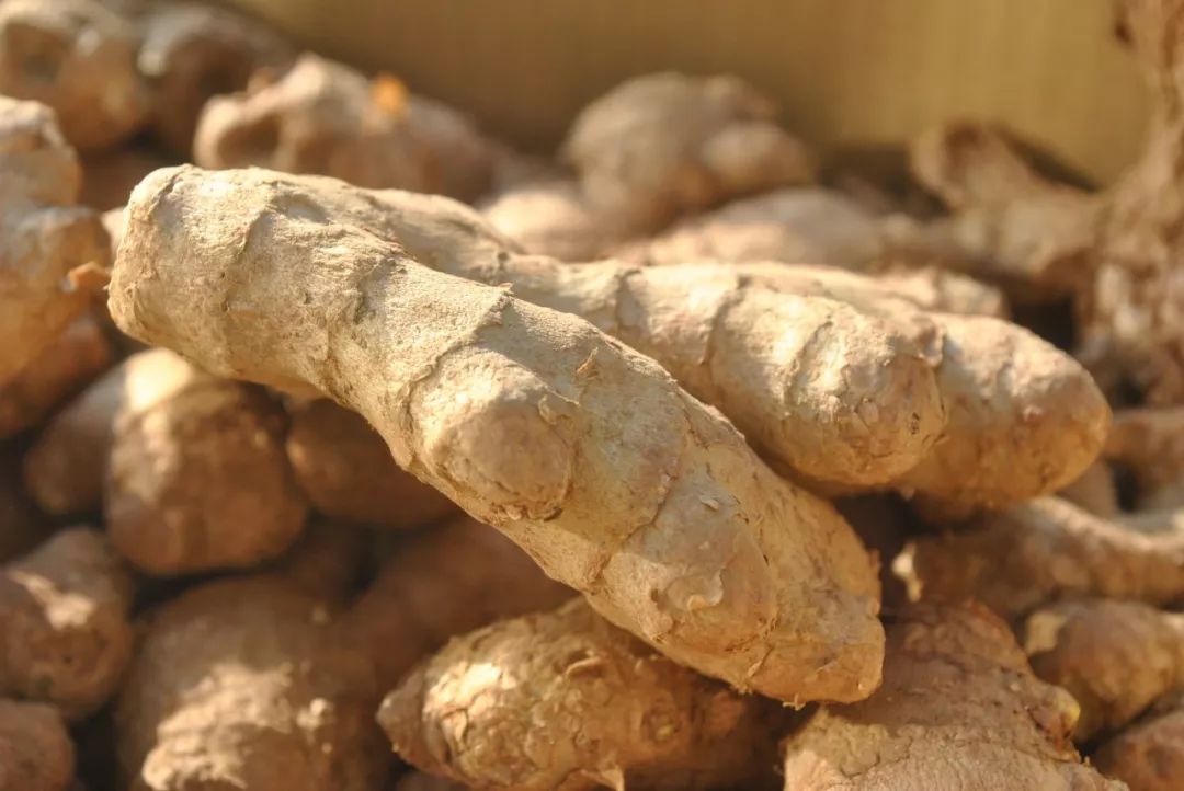 夏天吃姜能治百病,中医专家讲解吃生姜的作用有哪些